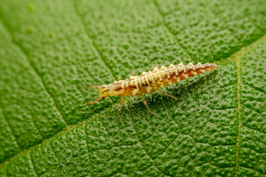 lacewing larvae inhabiting on the leaves of wild plants