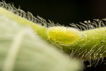 Membracidae inhabits the leaves of wild plants