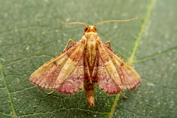 Borer inhabits the leaves of wild plants