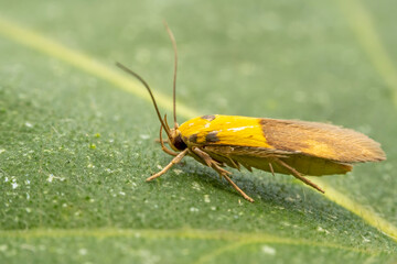 tineoid inhabits the leaves of wild plants