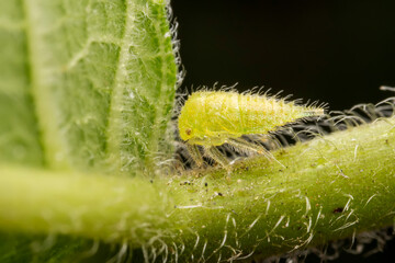 Membracidae inhabits the leaves of wild plants