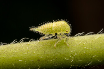 Membracidae inhabits the leaves of wild plants