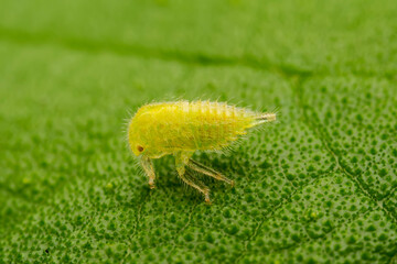 Membracidae inhabits the leaves of wild plants