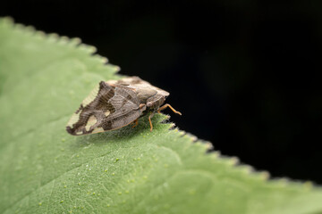 planthopper in the wild state