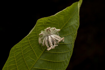 planthopper in the wild state