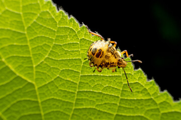 The stinkbug family insects inhabit wild plants