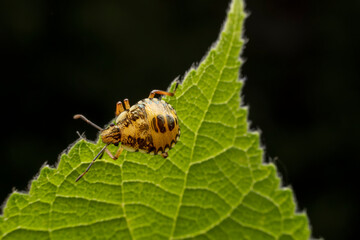 The stinkbug family insects inhabit wild plants