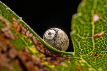 Limacodidae cocoon in the wild state