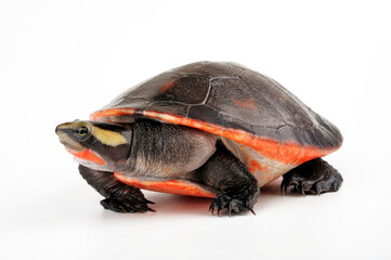 Red-bellied short-necked turtle // Rotbauch-Spitzkopfschildkröte (Emydura subglobosa) 