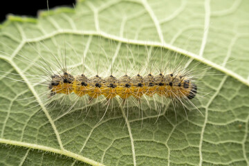 Hyphantria cunea larva in the wild state