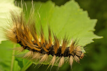 Poisonous moth larvae in the wild state