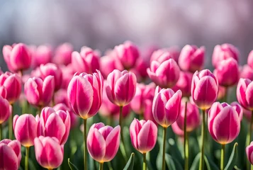 Schilderijen op glas Close-up beautiful pink tulip flower in flower field in Netherlands, spring time. © Екатерина Переславце