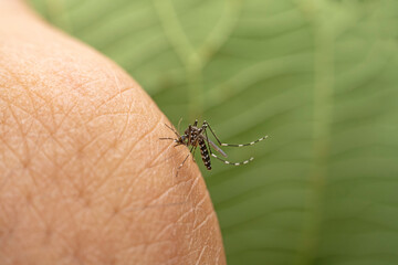 Aedes albopictus ingests human blood