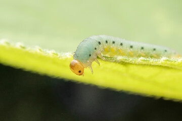 sawfly Larvae in the wild state