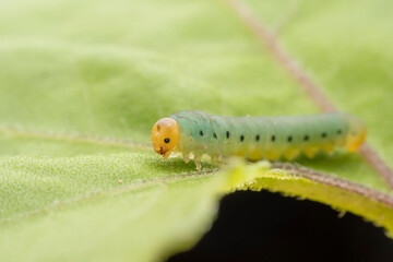 sawfly Larvae in the wild state