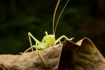 katydid in the wild state