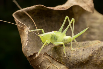 katydid in the wild state