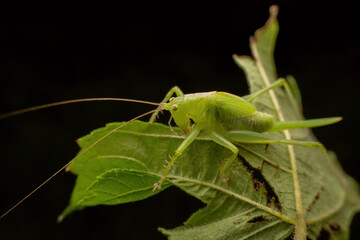 katydid in the wild state