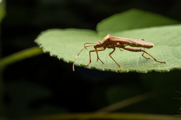 Riptortus pedestris in the wild state