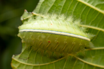 Thosea sinensis Walker nymph in the wild state