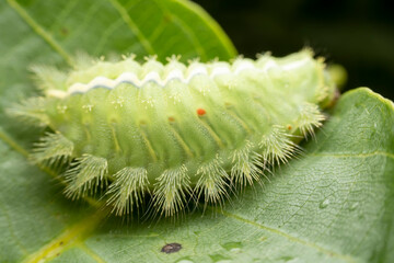 Thosea sinensis Walker nymph in the wild state