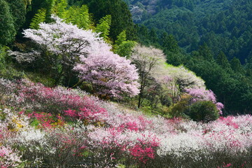 久喜の花桃。仁淀川、高知、日本。３月下旬。