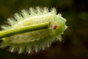 Thosea sinensis Walker nymph in the wild state