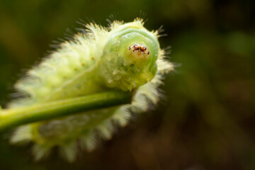 Thosea sinensis Walker nymph in the wild state
