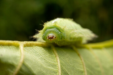 Thosea sinensis Walker nymph in the wild state