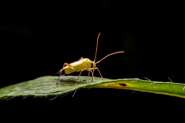 Miridae in the wild state