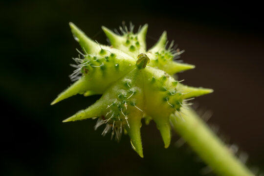 Tribulus fruit in the wild state