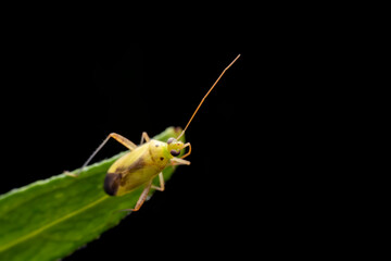 Miridae in the wild state