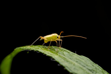 Miridae in the wild state