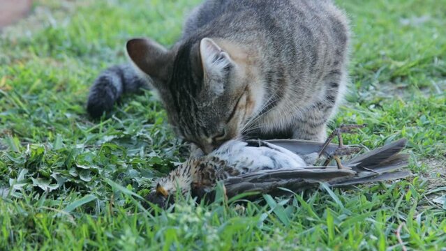 Young cat with caught bird