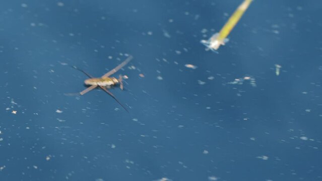 Water strider on the water surface