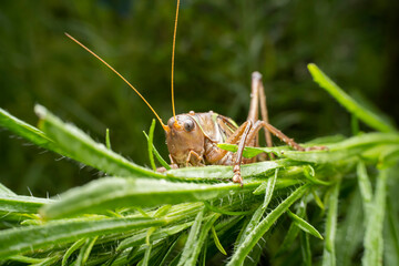 katydid in the wild state