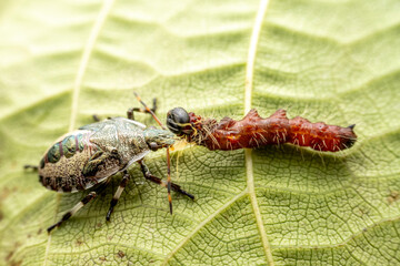 stinkbug nymph prey on caterpillars in the wild state