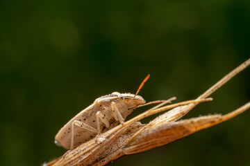 stinkbug in the wild state