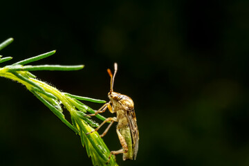 stinkbug in the wild state