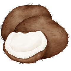 Coconut, watercolor coconut