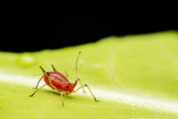 aphid in the wild state