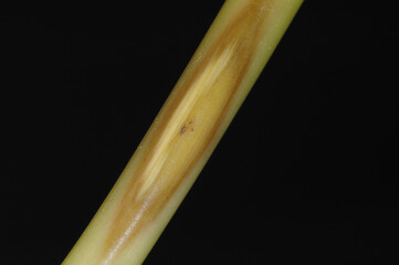 Halmbruch, Pseudocercosporella herpotrichoides, Winterweizen, Halmbasis