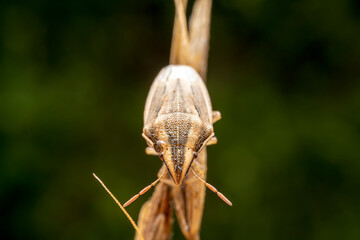 stinkbug in the wild state