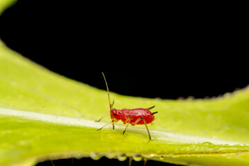 aphid in the wild state
