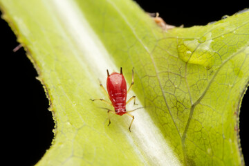 aphid in the wild state