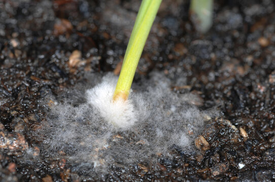 Schneeschimmel,  Fusarium nivale,  Fusarium spp.,  Wintergerstenkeimlinge