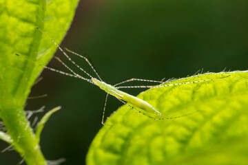 stinkbug in the wild state