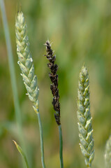 Flugbrand, Weizenflugbrand, Ustilago tritici, Weizenbestand