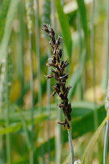 Flugbrand, Weizenflugbrand, Ustilago tritici, Weizenbestand