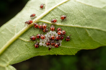 The newly hatched nymph of Halyomorpha halys